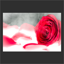 Heaven Rose